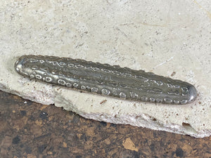 Silver 1.5 Tamlung Lat (short for talat, or currency), often called tiger tongue money, with 3 na (snake) marks. Circa 1591-1707. Laos Vientiane.  This is a hand poured silver ingot with its original patina. Length 11.8 cm