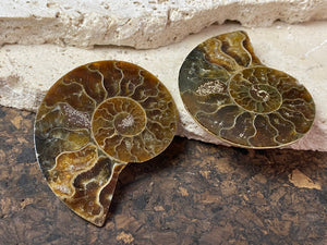 Two matched halves of a large, natural ammonite fossil.  Approximately 220 million years old.  Measurements: 5.2 x 4 cm 