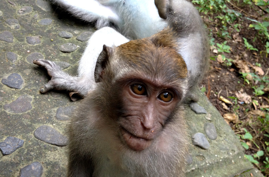 Monkeys and I Just Don't Get Along