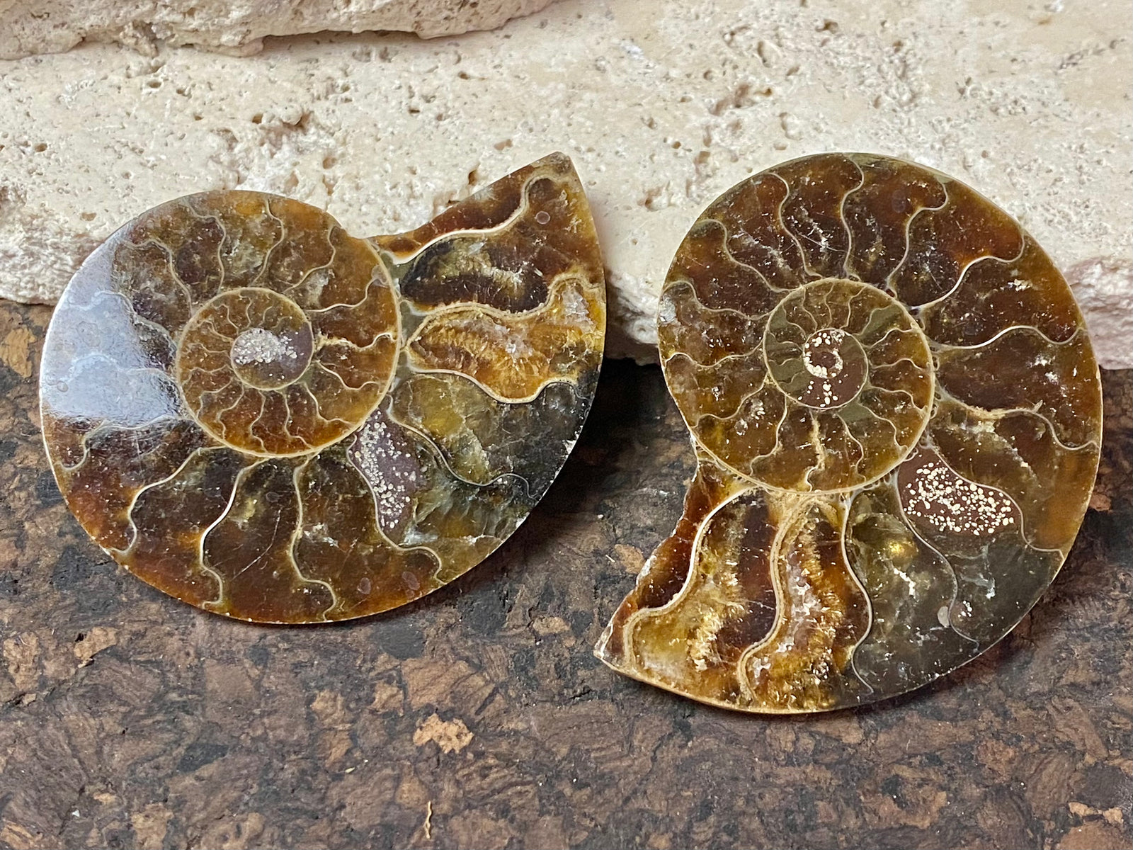Two matched halves of a large, natural ammonite fossil.  Approximately 220 million years old.  Measurements: 5.2 x 4 cm 