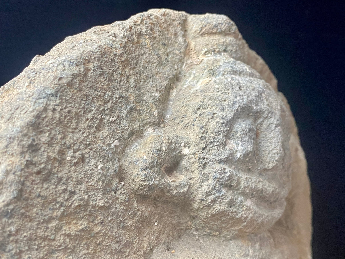 Antique Indian village carving, most likely tribal Bhastar or Kondi. This stele relief carving depicts a very rudimentary image of Shiva, identified by his trident. A village artefact collected from Orissa province, this type of statue would guard the road into and out of the village, enclosed in a small shrine. Height 29.5 cm x width 23 cm x depth 7 cm