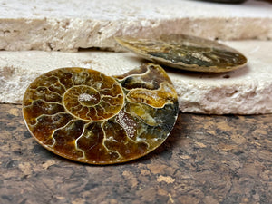 Two matched halves of a large, natural ammonite fossil.  Approximately 220 million years old.  Measurements: 5.2 x 4 cm 