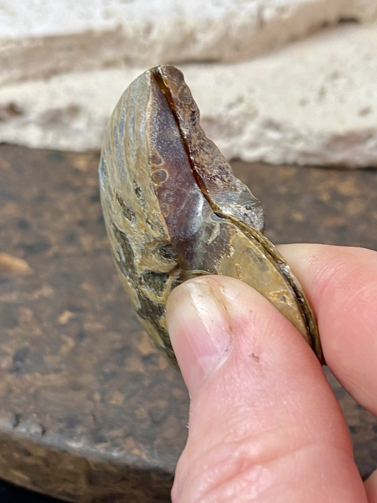 Two matched halves of a large, natural ammonite fossil.  Approximately 220 million years old.  Measurements: 5.2 x 4 cm 