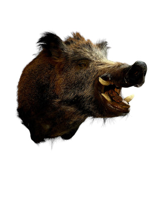 Taxidermy of the highest quality. Wild boar head, approx 63 cm in length.