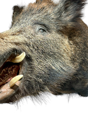 Taxidermy of the highest quality. Wild boar head, approx 63 cm in length.