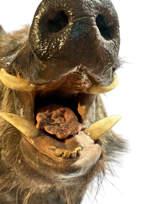 Taxidermy of the highest quality. Wild boar head, approx 63 cm in length.