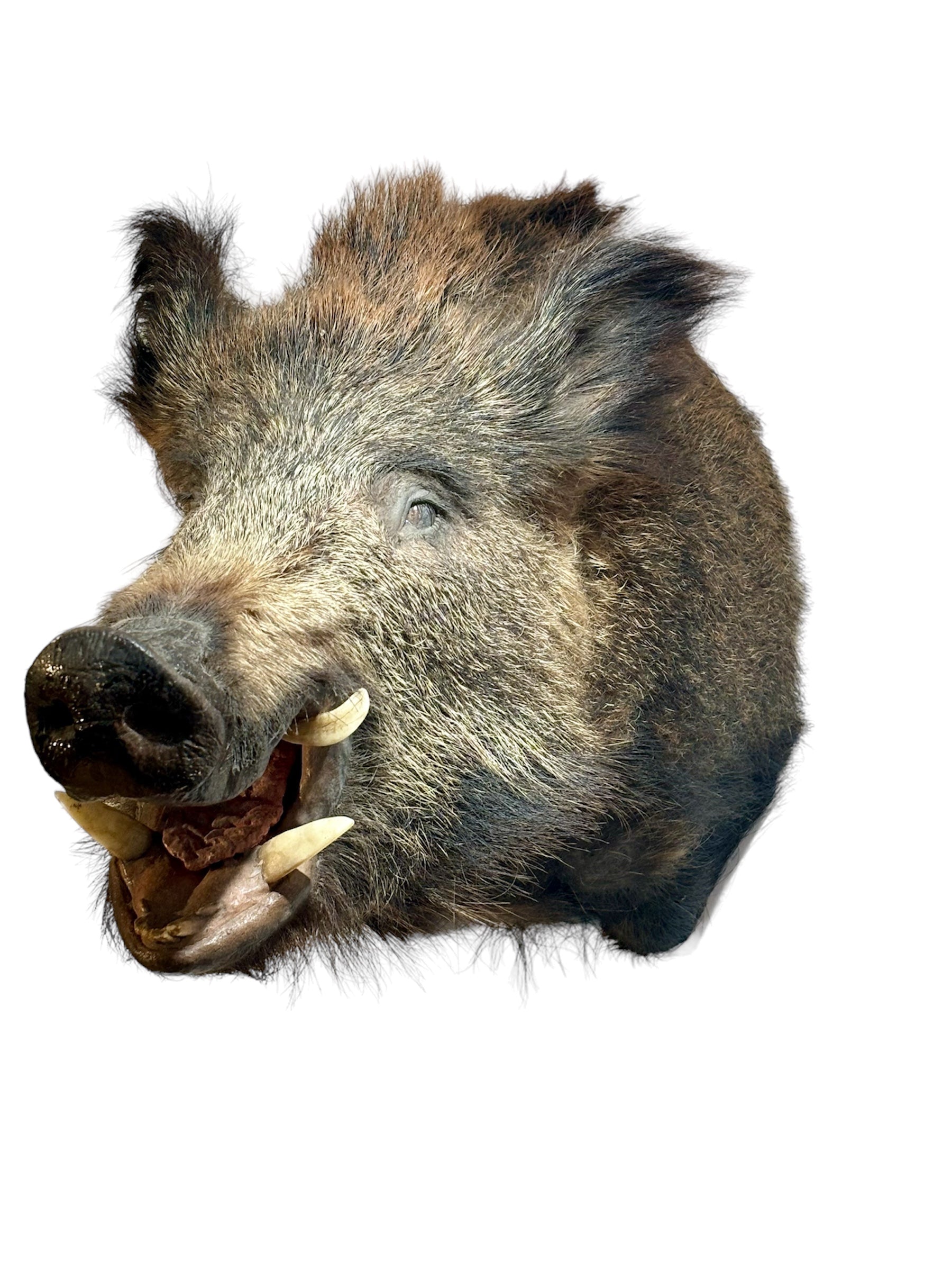 Taxidermy of the highest quality. Wild boar head, approx 63 cm in length.