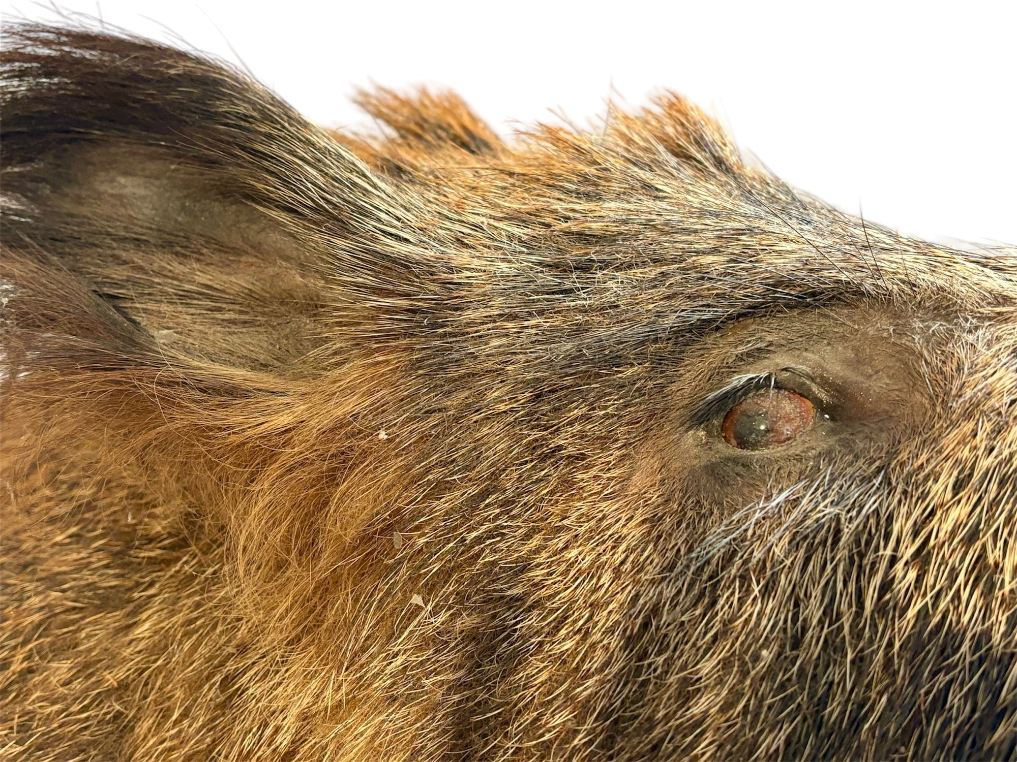 Taxidermy of the highest quality. Wild boar head, approx 63 cm in length.